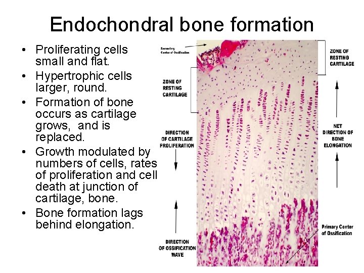 Endochondral bone formation • Proliferating cells small and flat. • Hypertrophic cells larger, round.