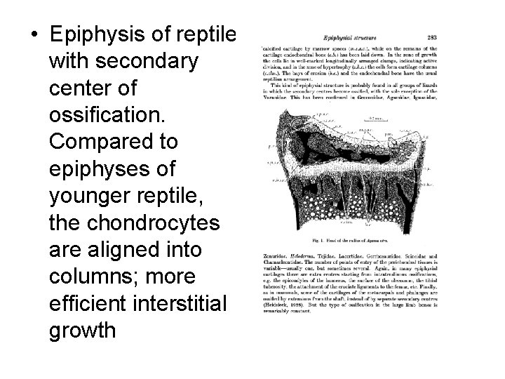  • Epiphysis of reptile with secondary center of ossification. Compared to epiphyses of
