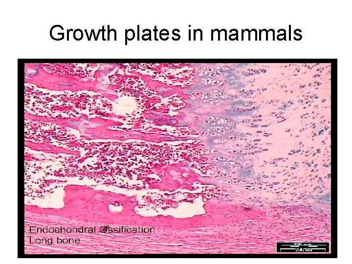 Growth plates in mammals 