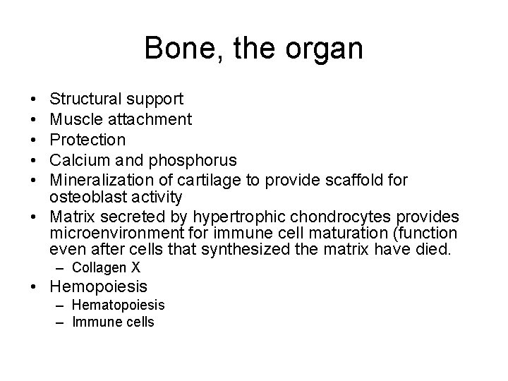Bone, the organ • • • Structural support Muscle attachment Protection Calcium and phosphorus