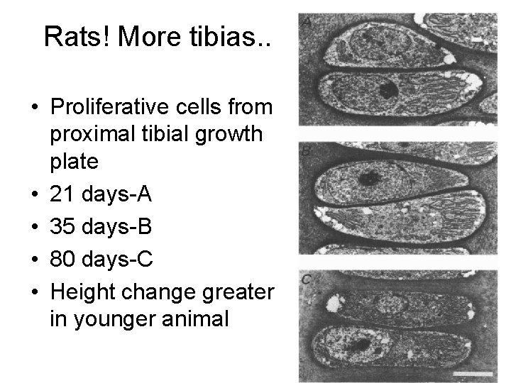 Rats! More tibias. . • Proliferative cells from proximal tibial growth plate • 21