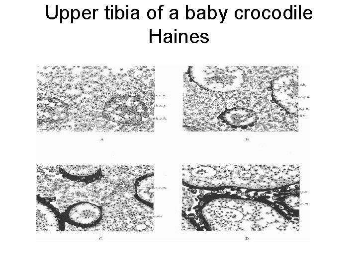 Upper tibia of a baby crocodile Haines 