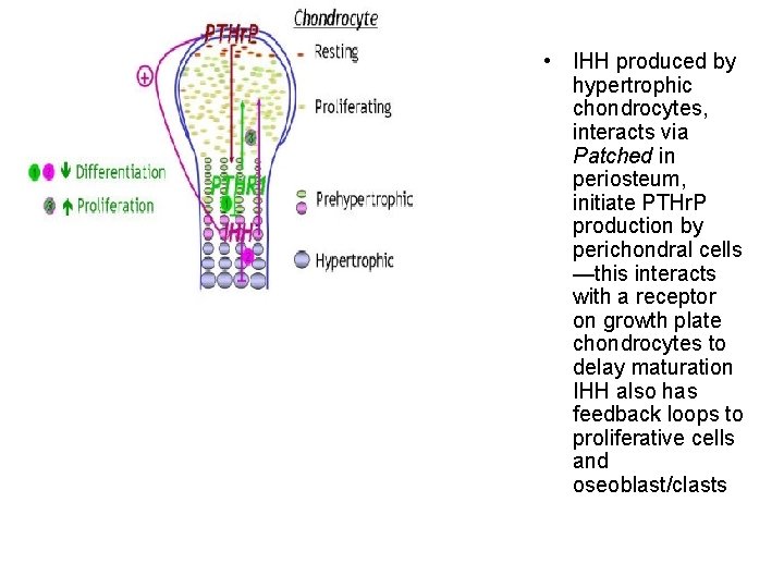  • IHH produced by hypertrophic chondrocytes, interacts via Patched in periosteum, initiate PTHr.