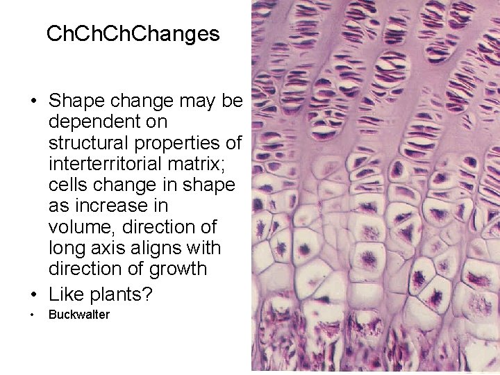 Ch. Ch. Changes • Shape change may be dependent on structural properties of interterritorial