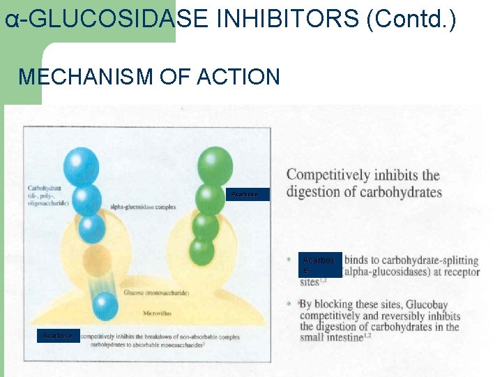 α-GLUCOSIDASE INHIBITORS (Contd. ) MECHANISM OF ACTION Acarbose Acarbose 32 