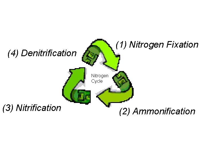 (1) Nitrogen Fixation (4) Denitrification Nitrogen Cycle (3) Nitrification (2) Ammonification 