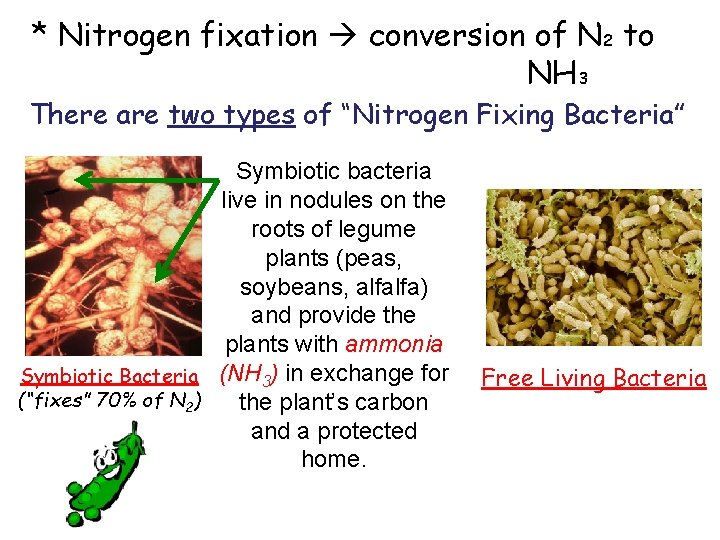 * Nitrogen fixation conversion of N 2 to NH 3 There are two types