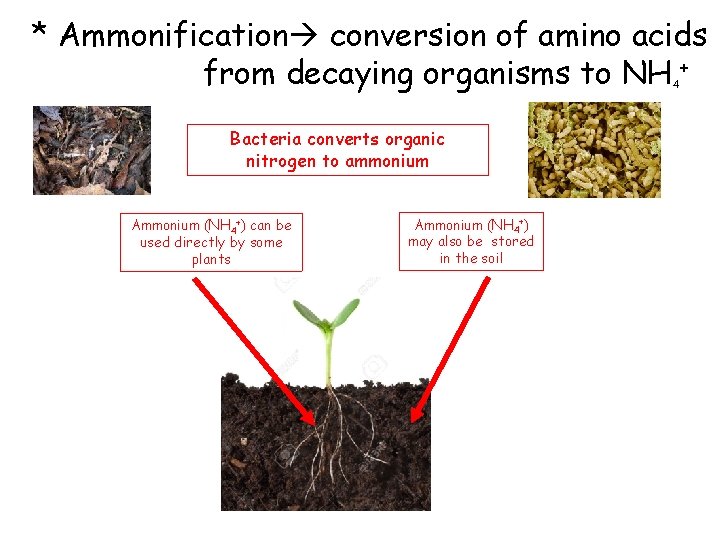 * Ammonification conversion of amino acids from decaying organisms to NH + 4 Bacteria