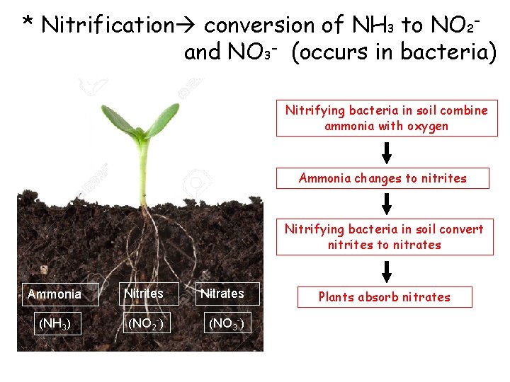 * Nitrification conversion of NH 3 to NO 2 and NO 3 - (occurs