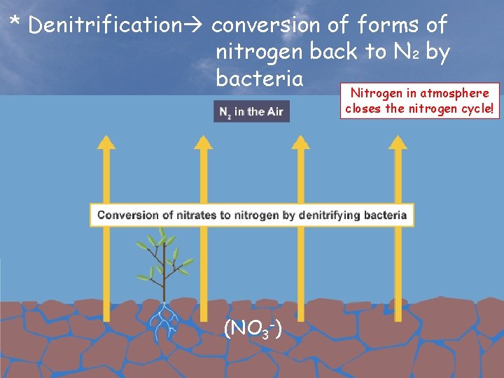 * Denitrification conversion of forms of nitrogen back to N 2 by bacteria Nitrogen