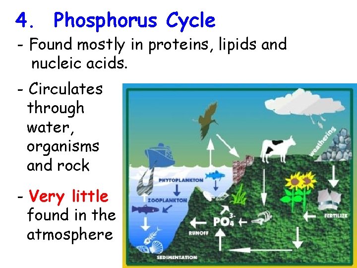 4. Phosphorus Cycle - Found mostly in proteins, lipids and nucleic acids. - Circulates
