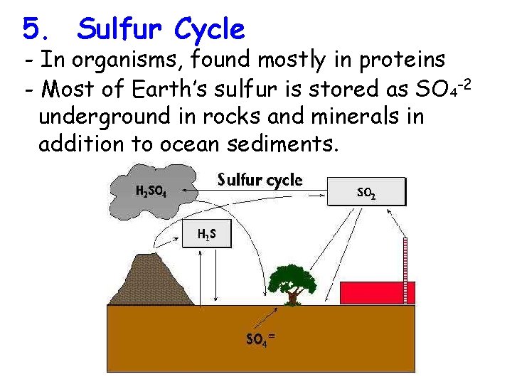 5. Sulfur Cycle - In organisms, found mostly in proteins - Most of Earth’s