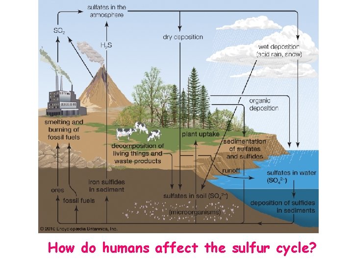 How do humans affect the sulfur cycle? 