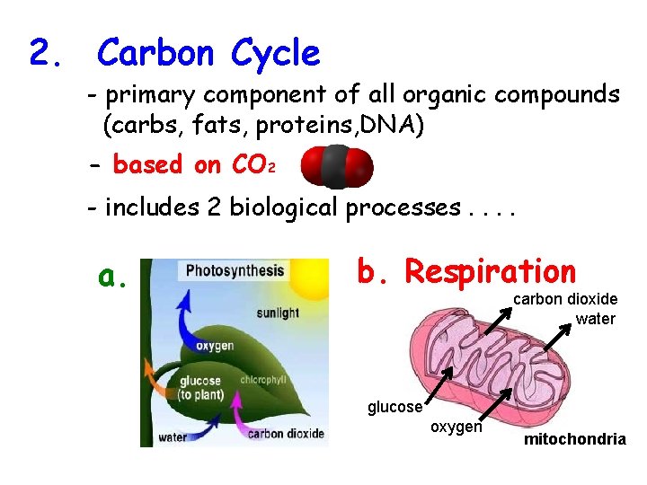 2. Carbon Cycle - primary component of all organic compounds (carbs, fats, proteins, DNA)