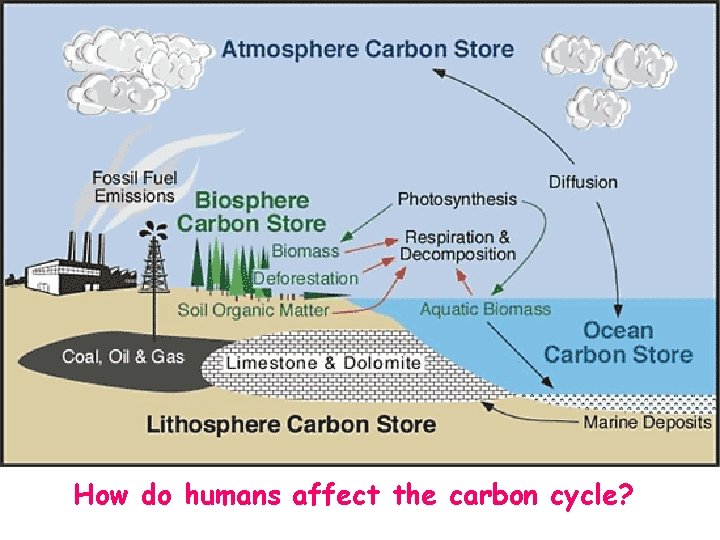 How do humans affect the carbon cycle? 