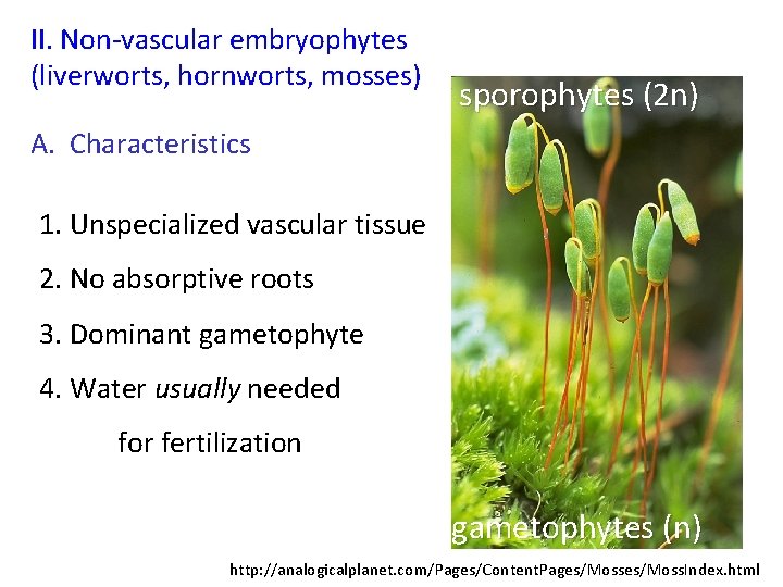 II. Non-vascular embryophytes (liverworts, hornworts, mosses) sporophytes (2 n) A. Characteristics 1. Unspecialized vascular