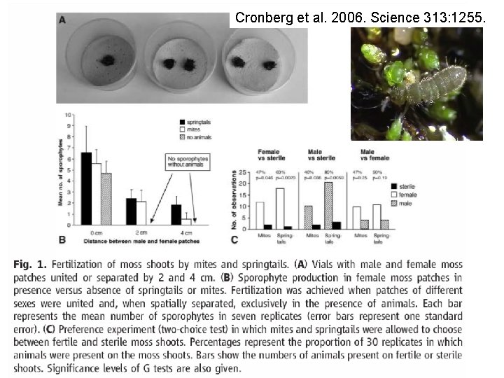 Cronberg et al. 2006. Science 313: 1255. 