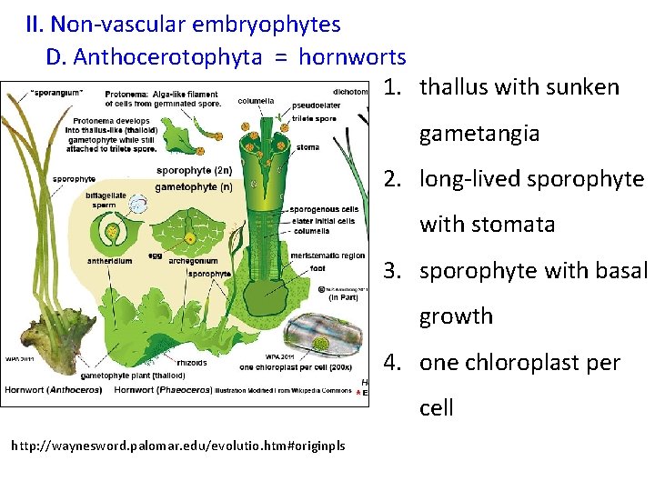 II. Non-vascular embryophytes D. Anthocerotophyta = hornworts 1. thallus with sunken gametangia 2. long-lived
