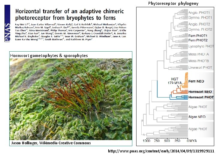 Phytoreceptor phylogeny Hornwort gametophytes & sporophytes Jason Hollinger, Wikimedia Creative Commons http: //www. pnas.