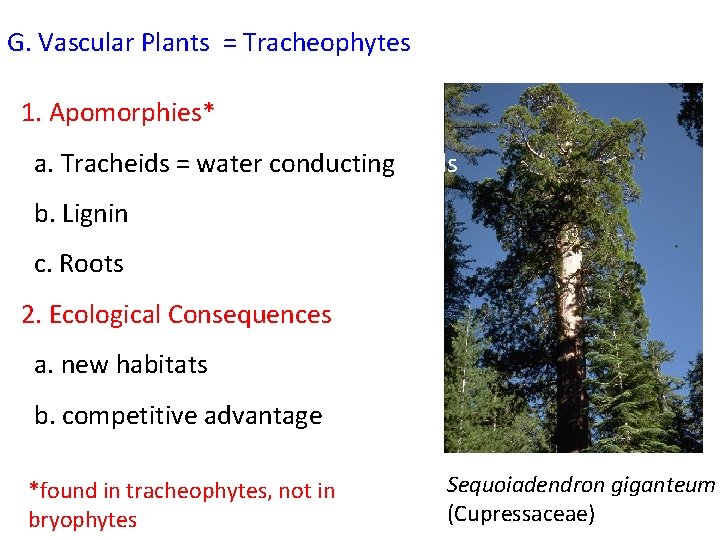 G. Vascular Plants = Tracheophytes 1. Apomorphies* a. Tracheids = water conducting cells b.