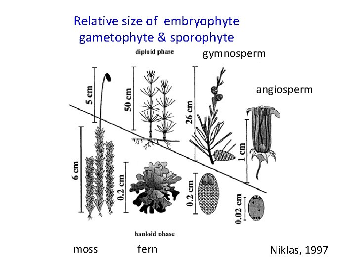 Relative size of embryophyte gametophyte & sporophyte gymnosperm angiosperm moss fern Niklas, 1997 