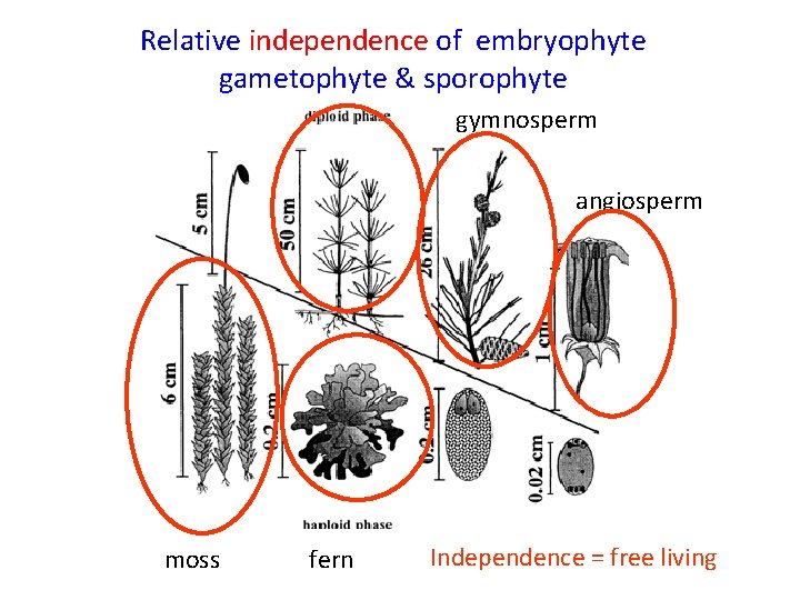 Relative independence of embryophyte gametophyte & sporophyte gymnosperm angiosperm moss fern Independence = free