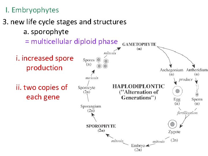 Embryophytes land plants fern moss gymnosperm angiosperm I