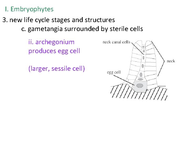 I. Embryophytes 3. new life cycle stages and structures c. gametangia surrounded by sterile