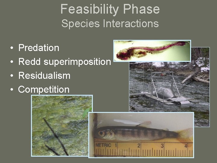 Feasibility Phase Species Interactions • • Predation Redd superimposition Residualism Competition 