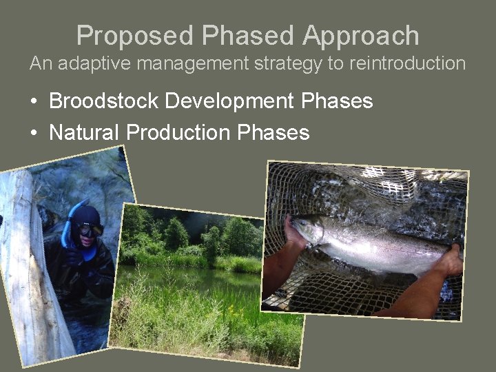 Proposed Phased Approach An adaptive management strategy to reintroduction • Broodstock Development Phases •