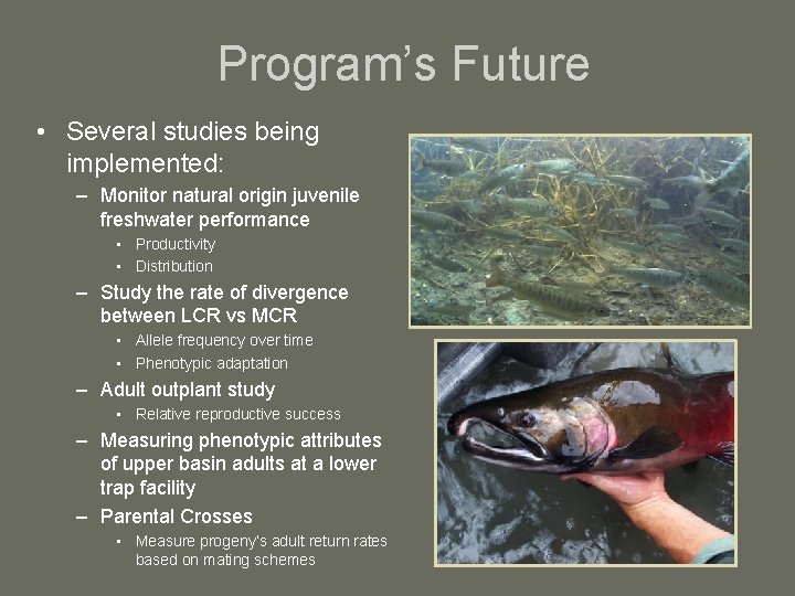 Program’s Future • Several studies being implemented: – Monitor natural origin juvenile freshwater performance