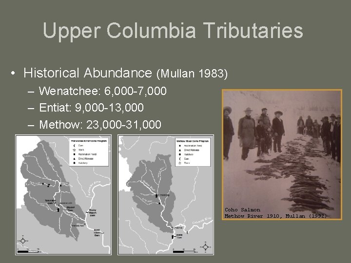 Upper Columbia Tributaries • Historical Abundance (Mullan 1983) – Wenatchee: 6, 000 -7, 000