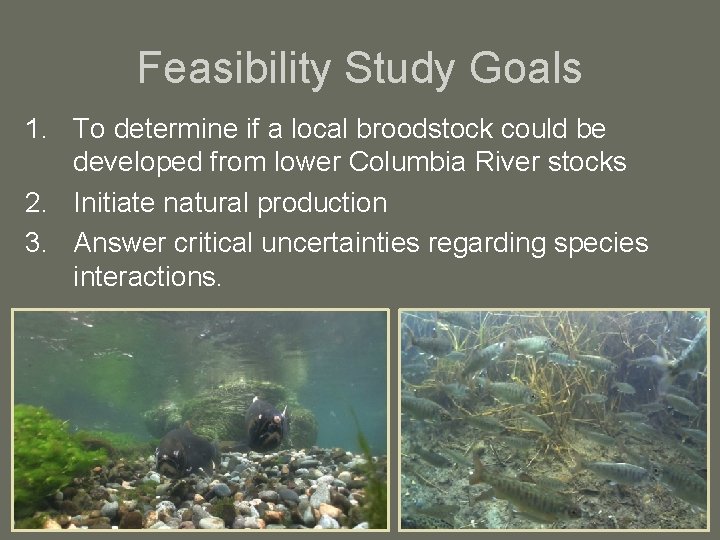 Feasibility Study Goals 1. To determine if a local broodstock could be developed from