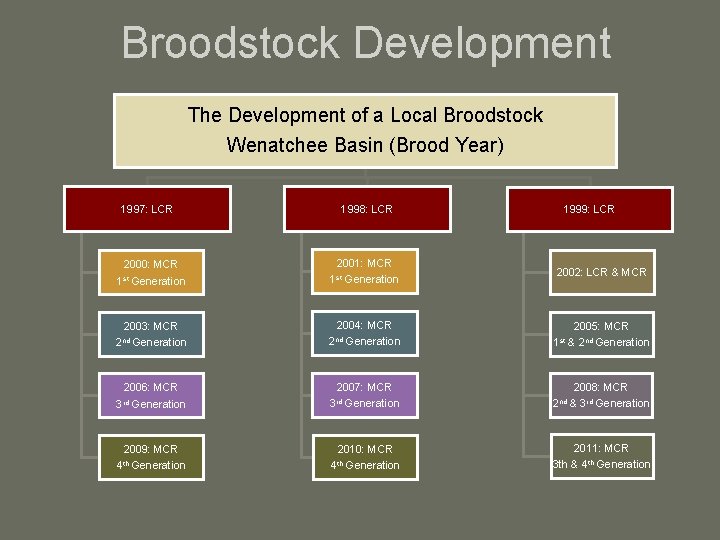 Broodstock Development The Development of a Local Broodstock Wenatchee Basin (Brood Year) 1997: LCR