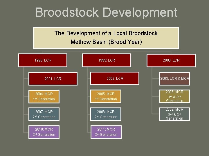 Broodstock Development The Development of a Local Broodstock Methow Basin (Brood Year) 1998: LCR