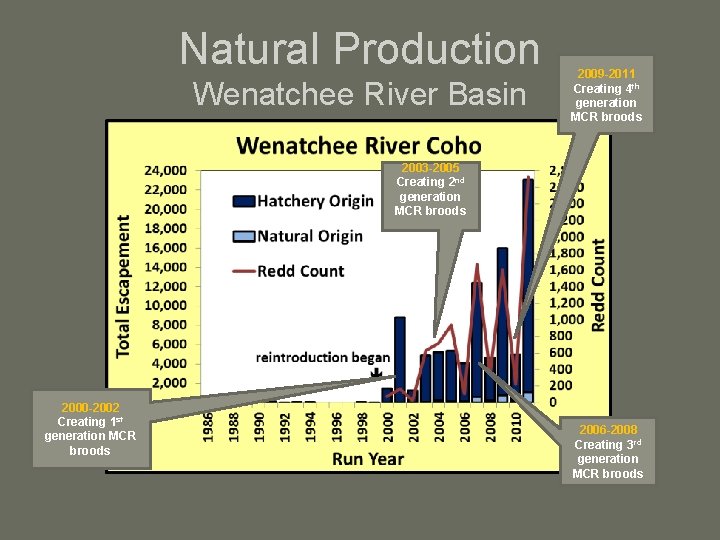 Natural Production Wenatchee River Basin 2009 -2011 Creating 4 th generation MCR broods 2003