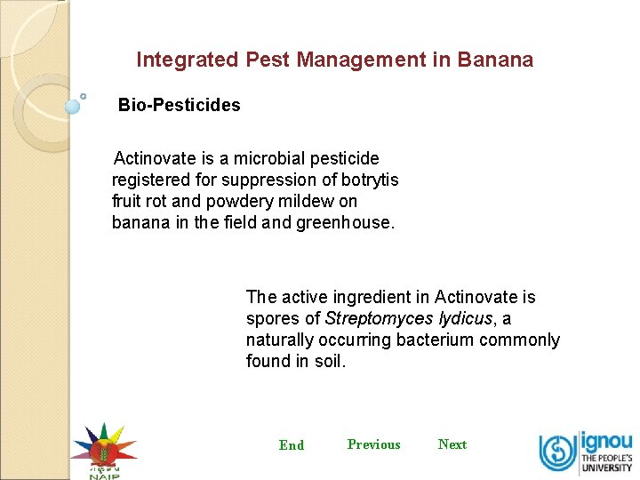 Integrated Pest Management in Banana Bio-Pesticides Actinovate is a microbial pesticide registered for suppression