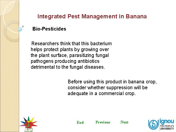 Integrated Pest Management in Banana Bio-Pesticides Researchers think that this bacterium helps protect plants