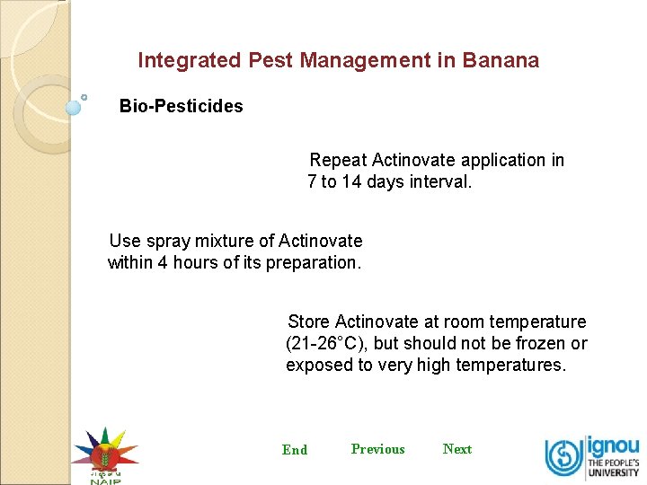 Integrated Pest Management in Banana Bio-Pesticides Repeat Actinovate application in 7 to 14 days