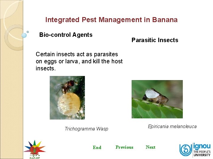 Integrated Pest Management in Banana Bio-control Agents Parasitic Insects Certain insects act as parasites