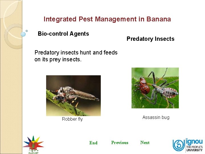 Integrated Pest Management in Banana Bio-control Agents Predatory Insects Predatory insects hunt and feeds