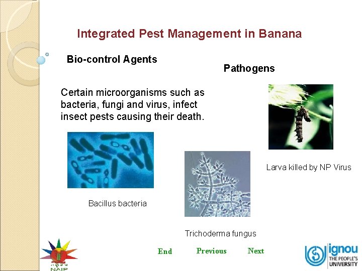 Integrated Pest Management in Banana Bio-control Agents Pathogens Certain microorganisms such as bacteria, fungi