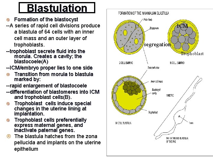 Blastulation Formation of the blastocyst --A series of rapid cell divisions produce a blastula