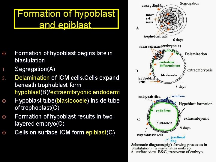 Formation of hypoblast and epiblast. 1. 2. Formation of hypoblast begins late in blastulation