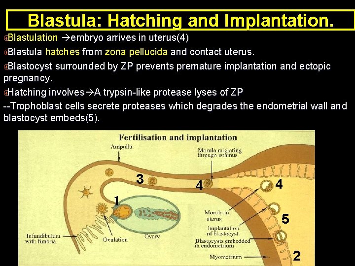 Blastula: Hatching and Implantation. Blastulation embryo arrives in uterus(4) Blastula hatches from zona pellucida