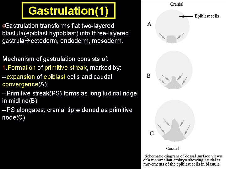 Gastrulation(1) Gastrulation transforms flat two-layered blastula(epiblast, hypoblast) into three-layered gastrula ectoderm, endoderm, mesoderm. Mechanism