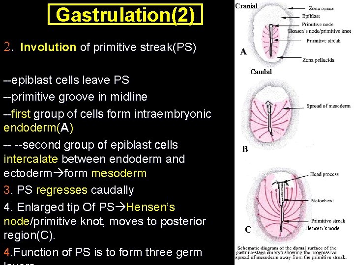 Gastrulation(2) 2. Involution of primitive streak(PS) --epiblast cells leave PS --primitive groove in midline