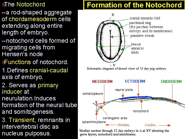  The Notochord --a rod-shaped aggregate of chordamesoderm cells extending along entire length of