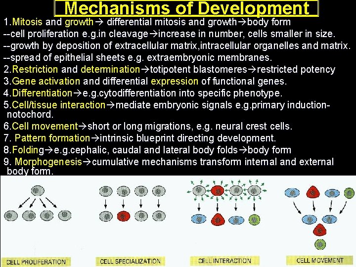 Mechanisms of Development 1. Mitosis and growth differential mitosis and growth body form --cell