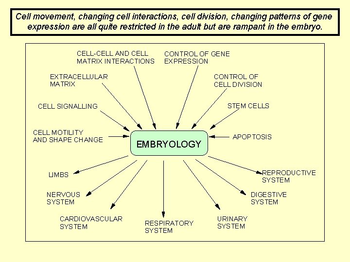 Cell movement, changing cell interactions, cell division, changing patterns of gene expression are all